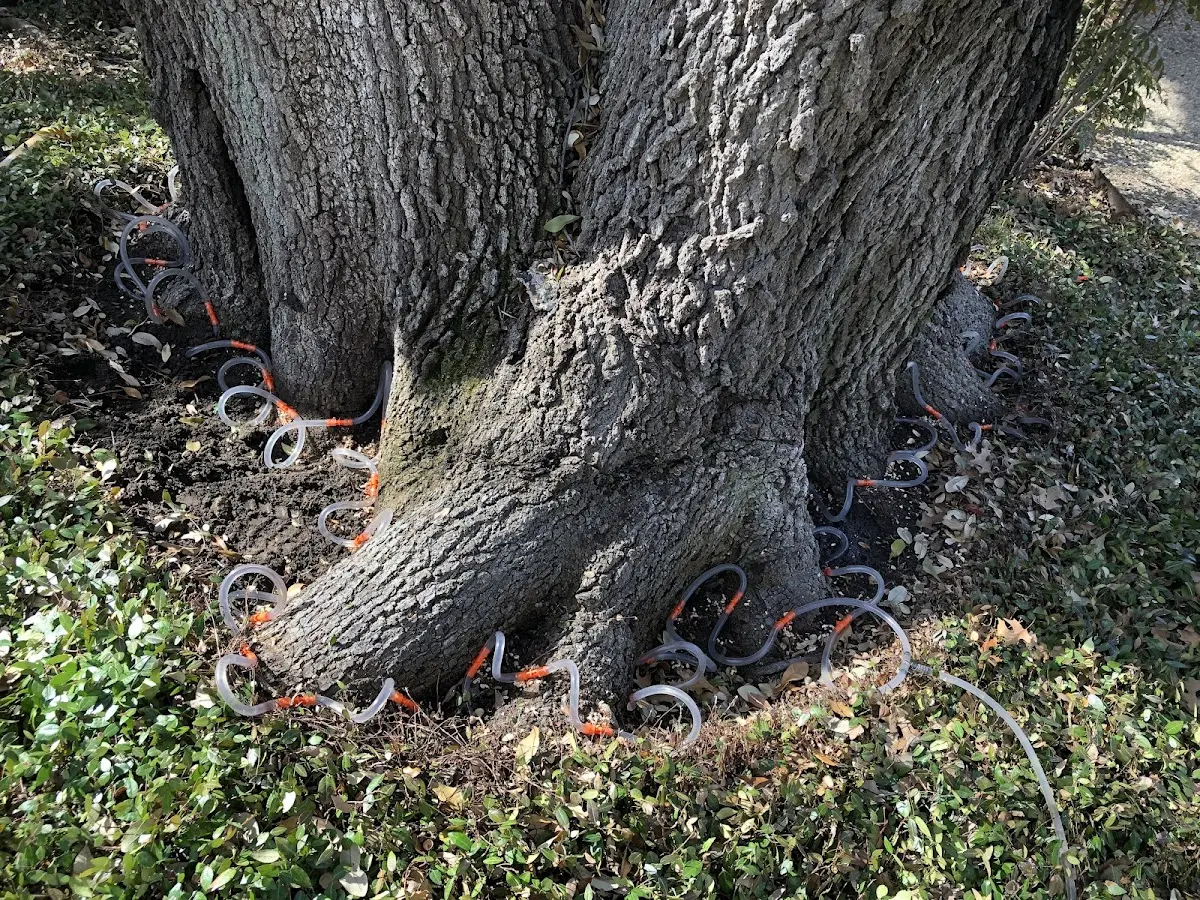 Detailed Tree Cabling and Bracing job site in Switchback